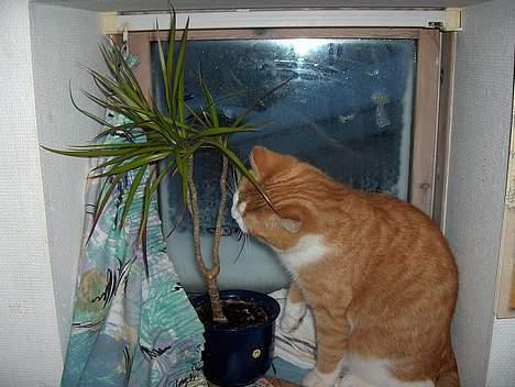 Blanding af racer Vimse *forsvundet* billede 11