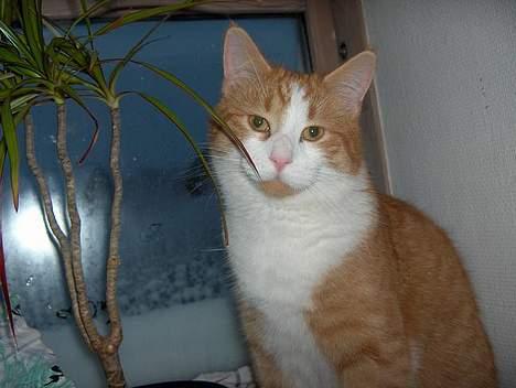 Blanding af racer Vimse *forsvundet* billede 12