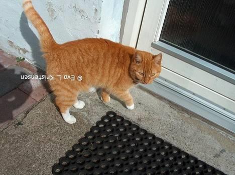 Blanding af racer Miv billede 8