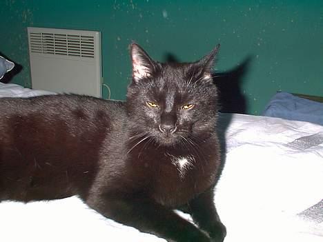 Blanding af racer Lucifer - Mmmm.... hygge hygge... billede 1