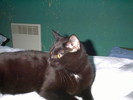 Blanding af racer Lucifer - Hva er nu det?!.. billede 2