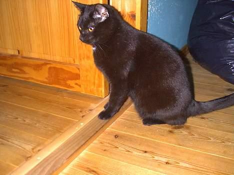 Blanding af racer Lucifer - Må jo holde øje med hvad de laver .... billede 3