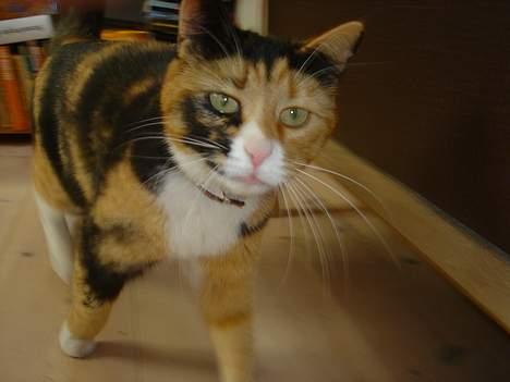 Blanding af racer Molly billede 4