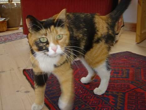 Blanding af racer Molly billede 5