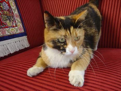 Blanding af racer Molly billede 6