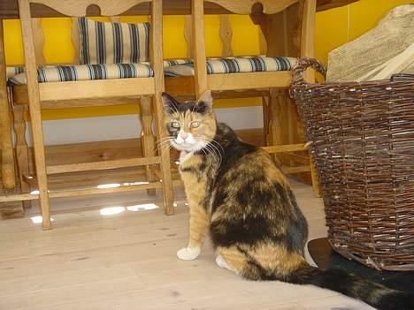 Blanding af racer Molly billede 7