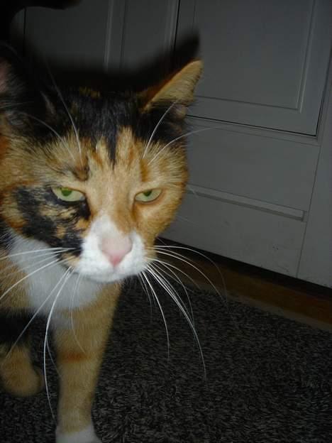 Blanding af racer Molly billede 8