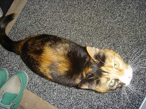 Blanding af racer Molly billede 9