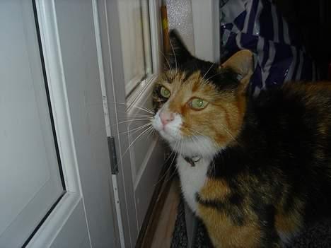 Blanding af racer Molly billede 10