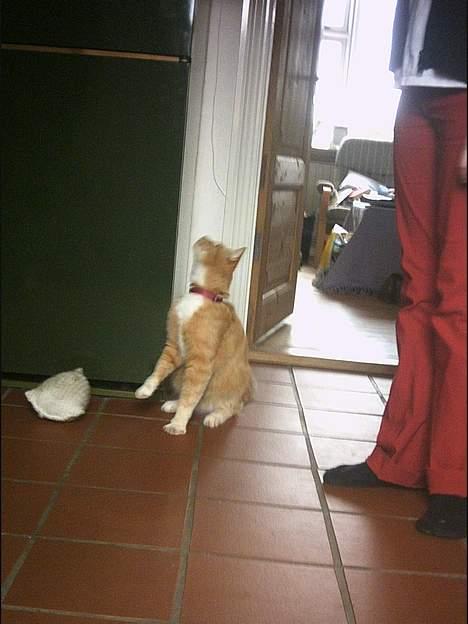 Blanding af racer Garfield +død+ billede 12