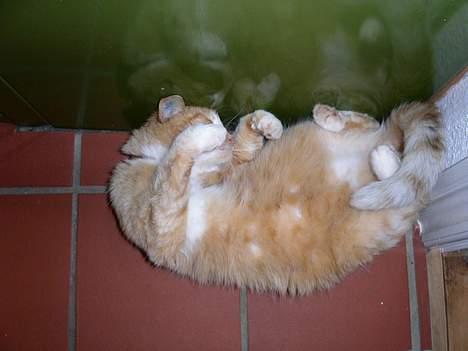 Blanding af racer Garfield +død+ billede 13