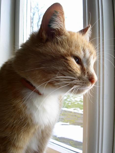 Blanding af racer Garfield +død+ billede 14