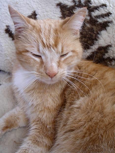 Blanding af racer Garfield +død+ billede 15