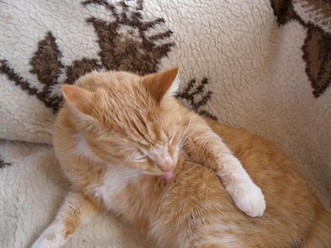 Blanding af racer Garfield +død+ billede 16