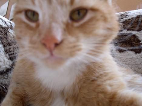 Blanding af racer Garfield +død+ - Må jeg lige se hvad det er for noget du hele tiden leger med...... billede 17