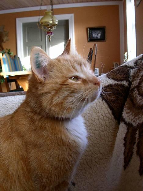 Blanding af racer Garfield +død+ billede 18