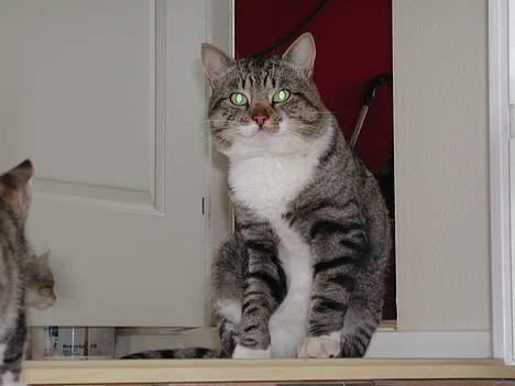 Huskat Simba† billede 5