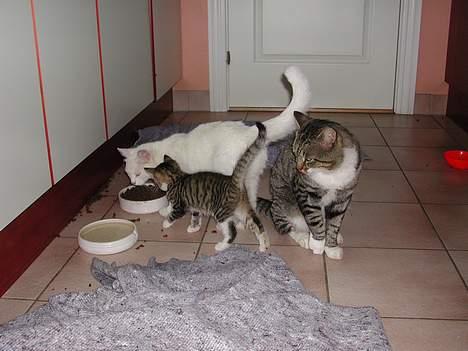 Huskat Simba† billede 7