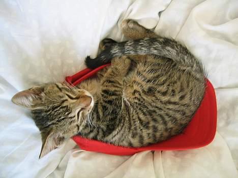 Blanding af racer Simba billede 1