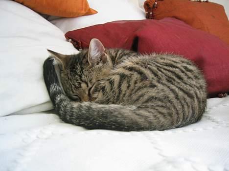 Blanding af racer Simba billede 2