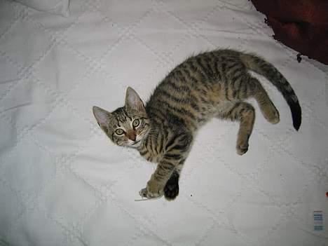 Blanding af racer Simba billede 3