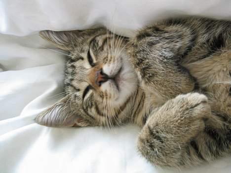 Blanding af racer Simba billede 4