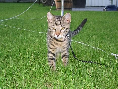 Blanding af racer Simba billede 5