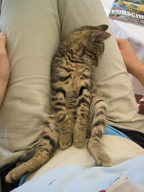 Blanding af racer Simba billede 6