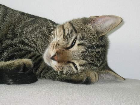 Blanding af racer Simba billede 7