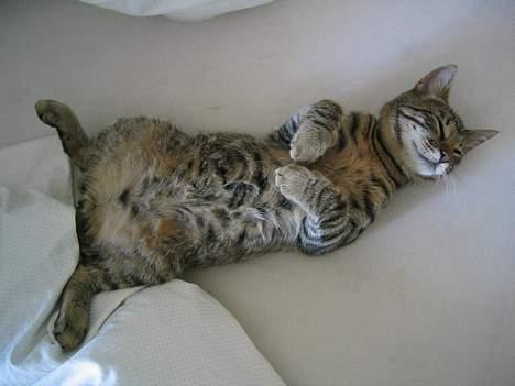 Blanding af racer Simba billede 8