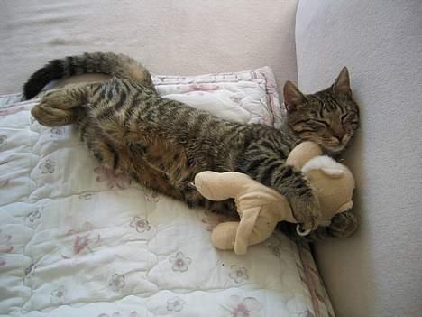 Blanding af racer Simba billede 9