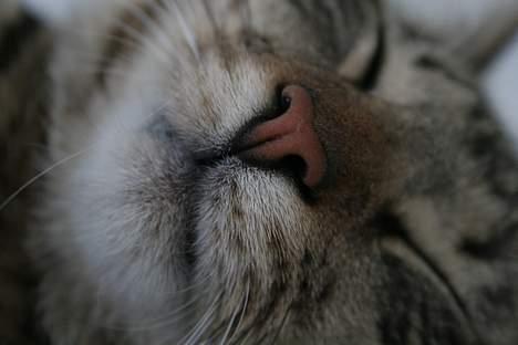 Blanding af racer Simba billede 10