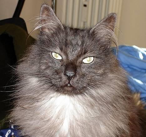 Norsk Skovkat "Muffe" 2001 -  billede 15