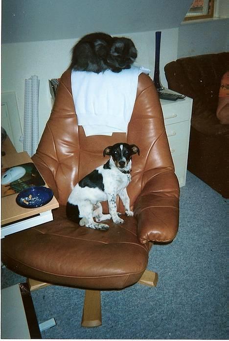 Norsk Skovkat "Muffe" 2001 -  - Fido og jeg  ;-) billede 16