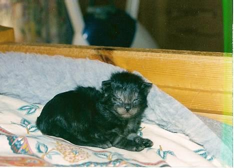 Norsk Skovkat "Muffe" 2001 -  - 2 dage gammel billede 17