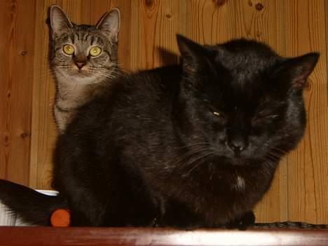 Blanding af racer bølle ( rendt væg ) :-(( - jeg har li spist billede 1