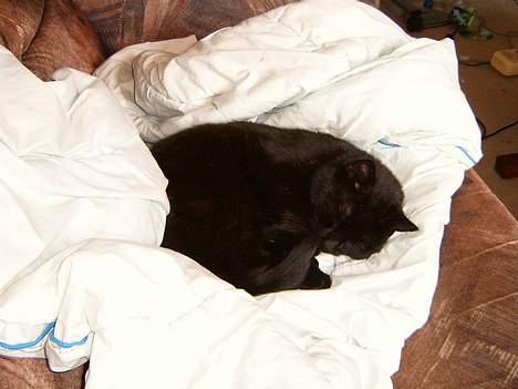 Blanding af racer bølle ( rendt væg ) :-(( - jeg elsker og butte på dyner  billede 2