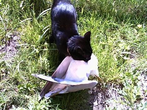 Blanding af racer bølle ( rendt væg ) :-(( - der hvad i min und dag  billede 4