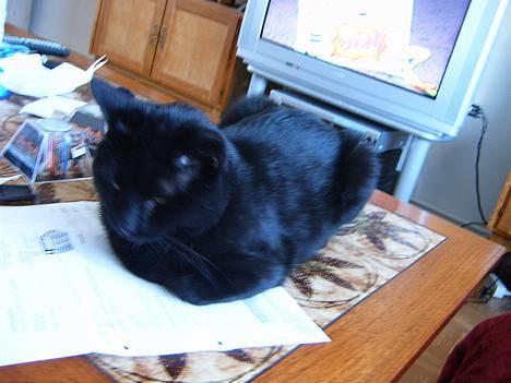 Blanding af racer bølle ( rendt væg ) :-(( - jeg vis helst likke hved min far  billede 5