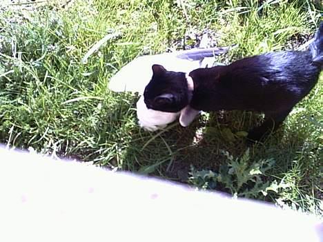 Blanding af racer bølle ( rendt væg ) :-(( - den ville ikke læge billede 6