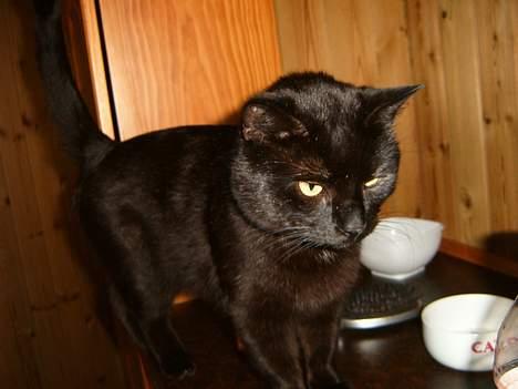 Blanding af racer bølle ( rendt væg ) :-(( - jeg er ikke sur jeg er bag trat billede 7