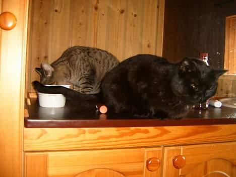 Blanding af racer bølle ( rendt væg ) :-(( - helst likke ned  billede 8