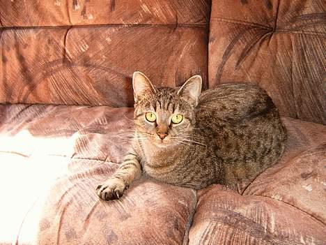 Blanding af racer perle - ser jeg ikke sød ud  billede 2