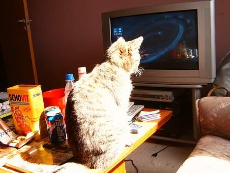 Blanding af racer perle - øv mor slukke får film billede 3