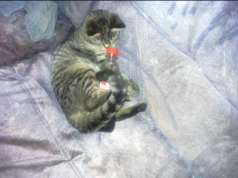 Blanding af racer perle - jeg kan godt li kolla billede 4