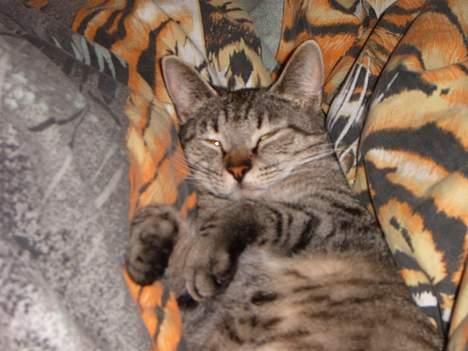 Blanding af racer perle - jeg sover ikke viler kun billede 6