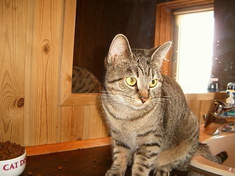 Blanding af racer perle billede 9