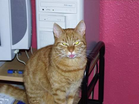 Blanding af racer missi #DØD# billede 7