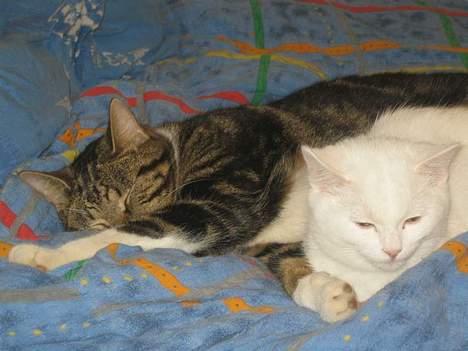 Blanding af racer Duchess * Prinsessen* - Marts 04 billede 16