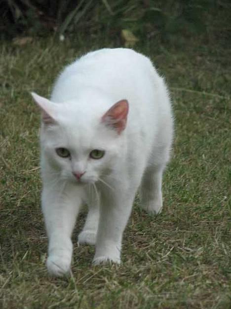 Blanding af racer Duchess * Prinsessen* - 22 januar billede 17